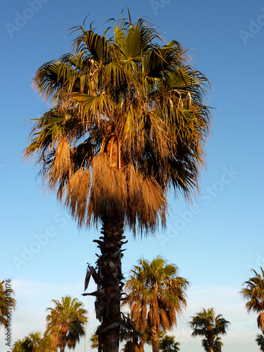 Palm trees photo