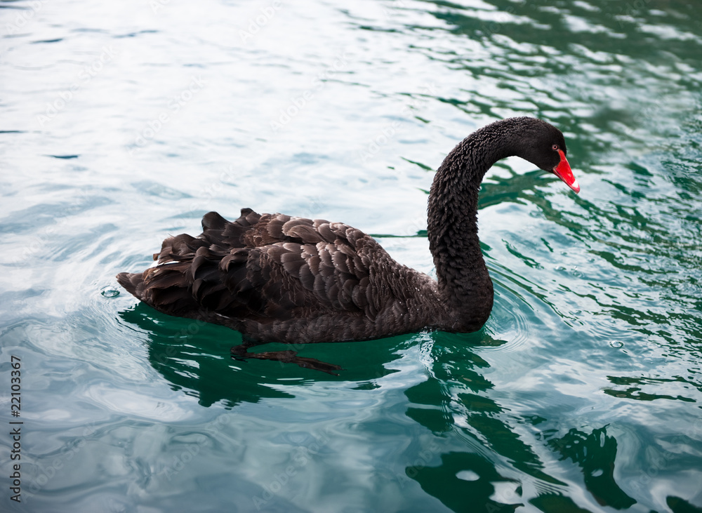 Naklejka premium Graceful black swan