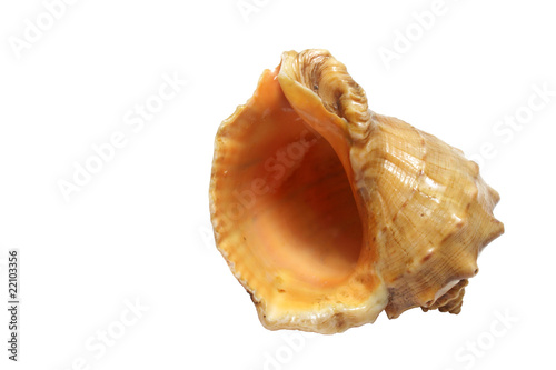 Closeup photo of a seashell isolated on white background