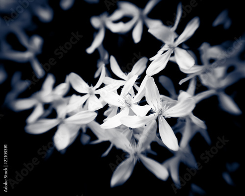 Fragrant virgins bower flowers closeup in monochrome photo