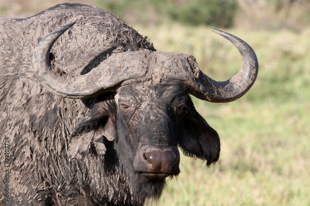 Naklejka premium Muddy African Buffalo