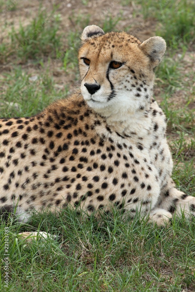 Cheetah Portrait Cheetah Portrait