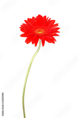 Red gerbera daisy