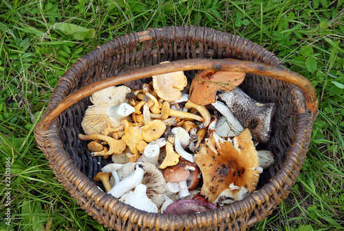 Mushrooms in basket