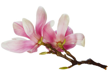 Keuken achterwand Magnolia Magnoliabloesems in zachte voorjaarstinten  © Le Do