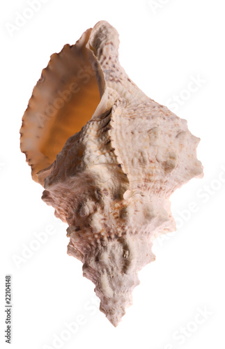 Seashell photo