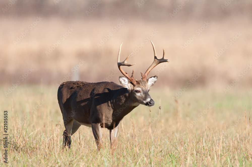 Naklejka premium Large whitetail buck in open field