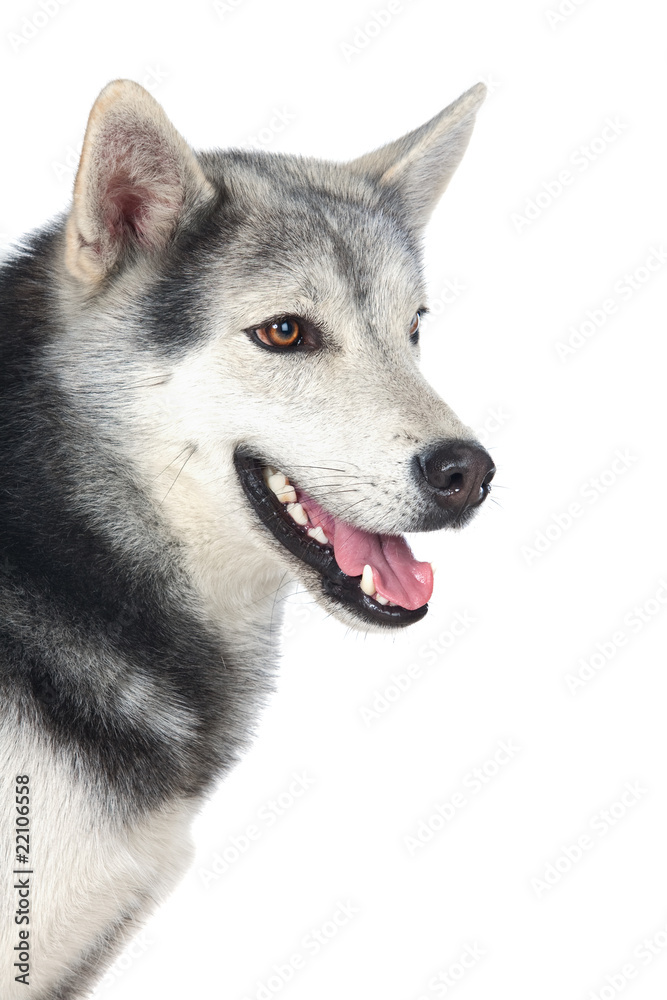 Adorable siberian dog