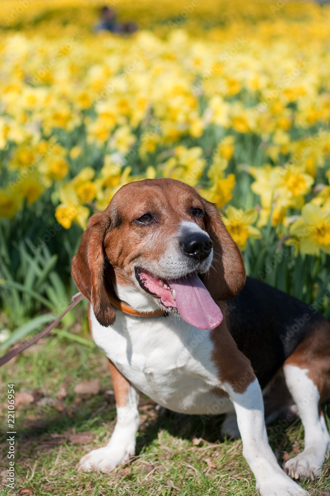Dog In the Flowers