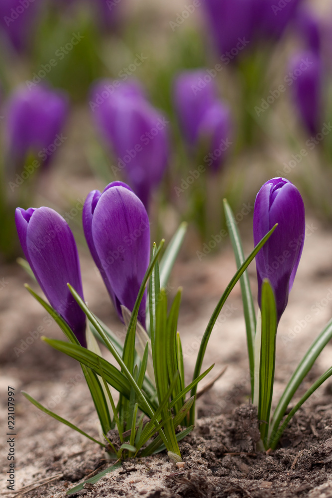 Spring flower Spring flower