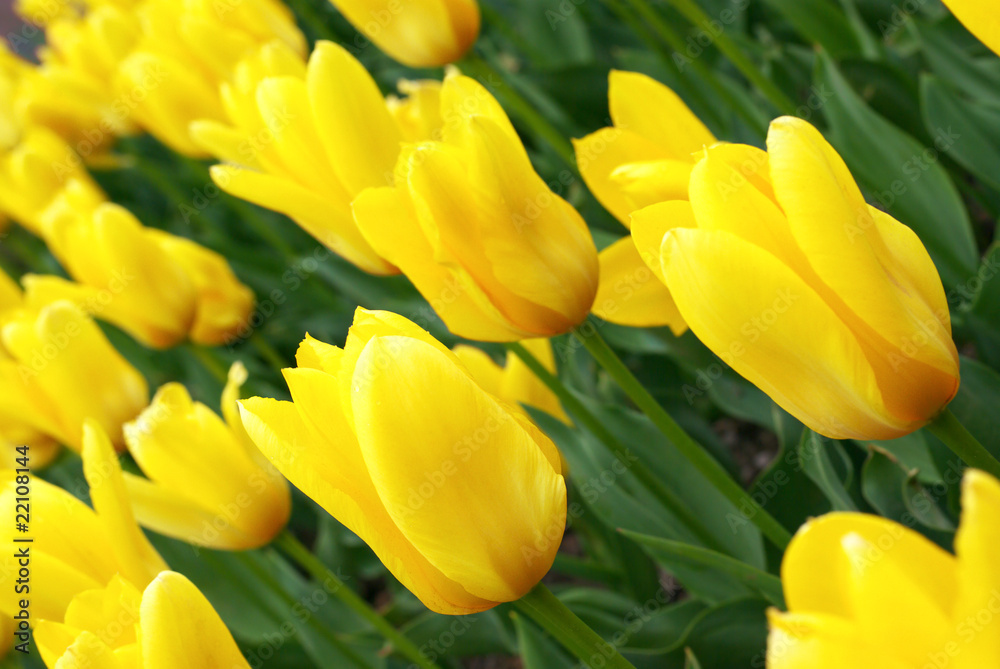 Yellow tulips