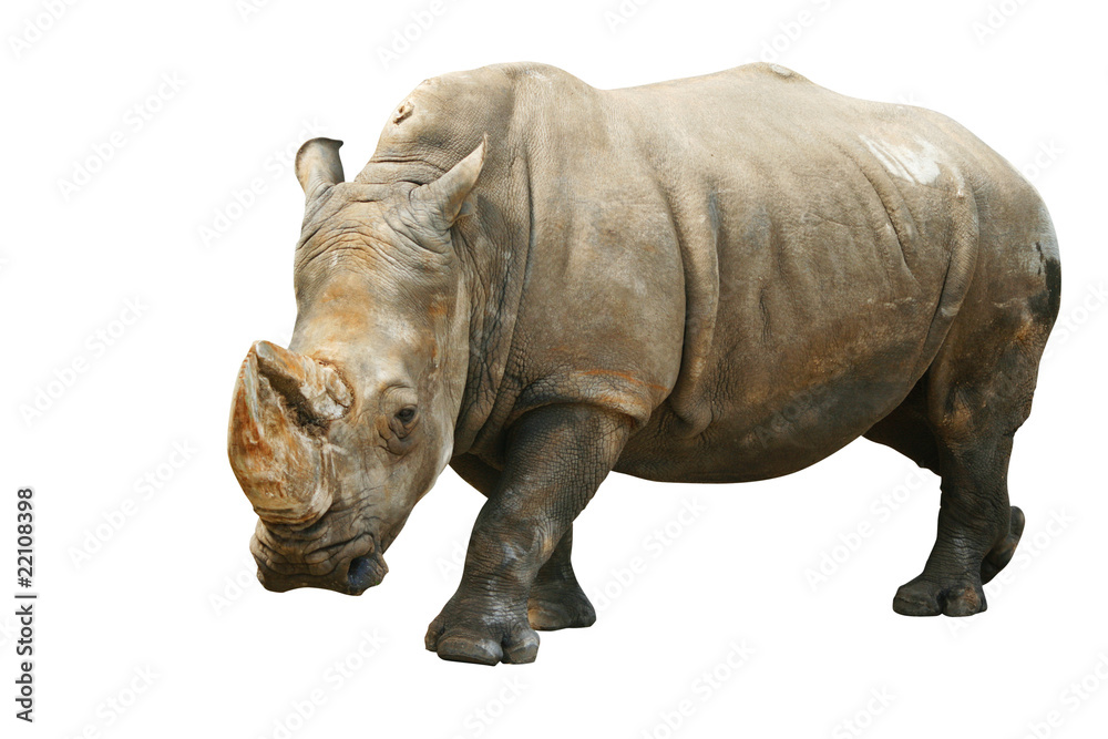 Rhinoceros. Isolated on white, with clipping path. Rhinoceros. Isolated on white, with clipping path.