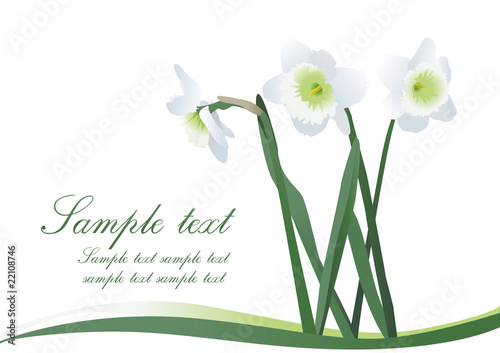 card with white narcissi