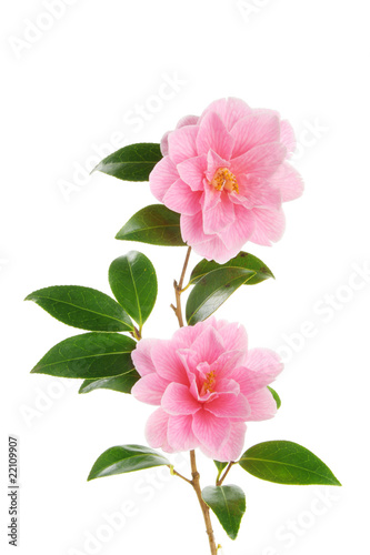 Fotobehang Camellia branch with two flowers
