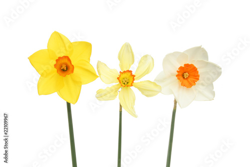Three daffodils in a line