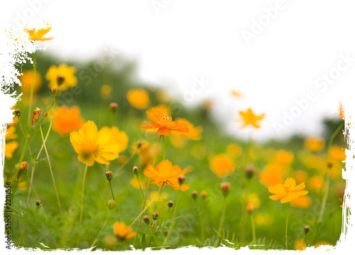 Forest of orange flowers isolated on white