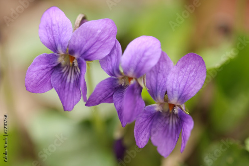 wild spring violets
