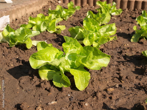 Plant salade