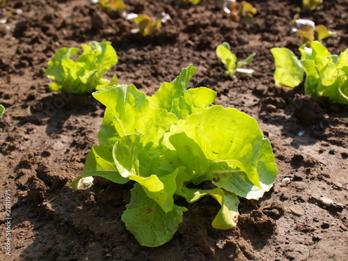 Plant de salade