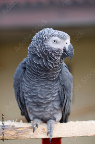 Psittacus erithacus. African Grey Parrot