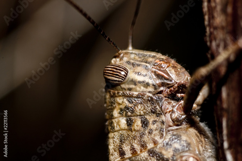 brown grasshopper photo