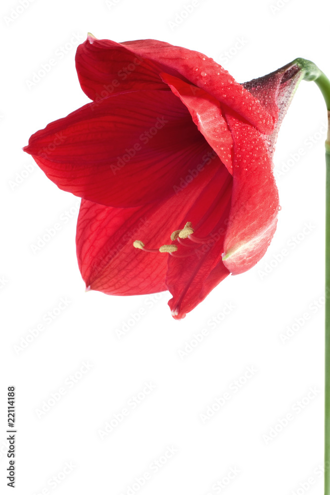 Big red flower 2 Big red flower 2