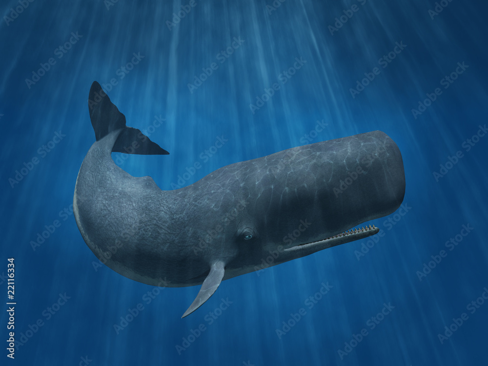 Naklejka premium Sperm Whale