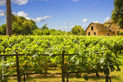 Traditional vineyard and farm in Versailles Chateau, France photo