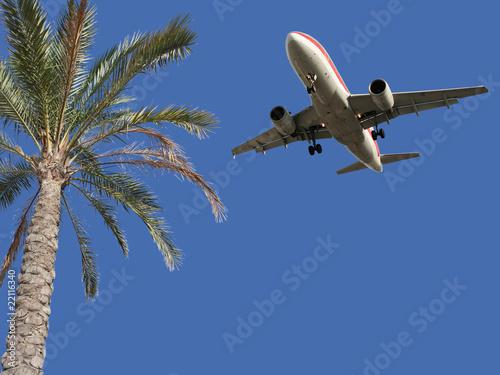 Palm tree and airplane