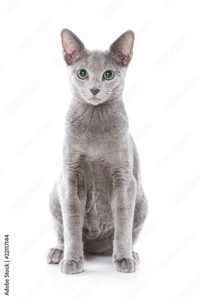 Russian blue cat on white background