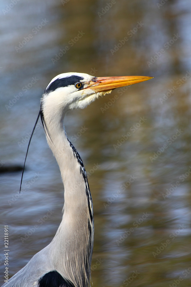 Fischreiher