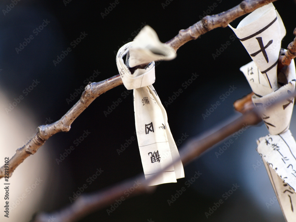 Obraz premium 桜の枝に結ばれた凶のおみくじ