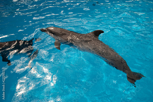 Dolphin