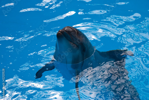 Dolphin in the water