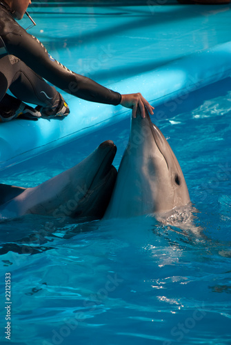 two dolphins with a coach