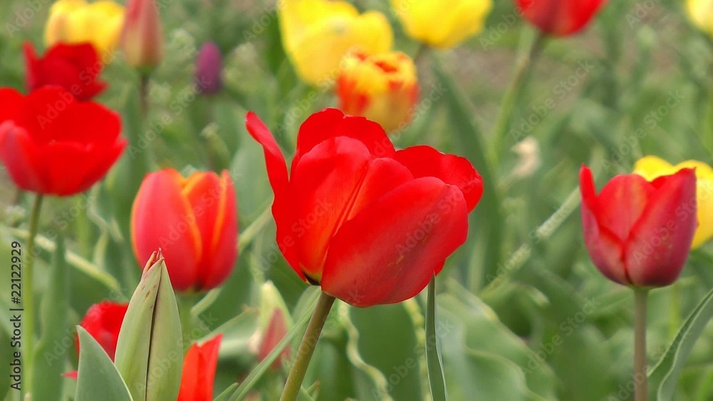 Bunte Tulpen - Video - Colourful Tulips Bunte Tulpen - Video - Colourful Tulips