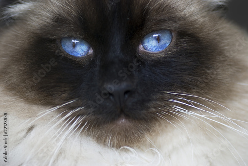 occhi azzurri di gatto photo