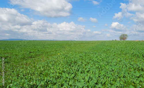 grass and sky