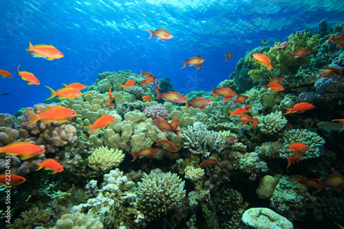 Colorful Coral Reef with Tropical Fish
