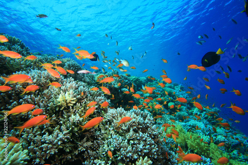 Pristine Coral Reef in the Red Sea