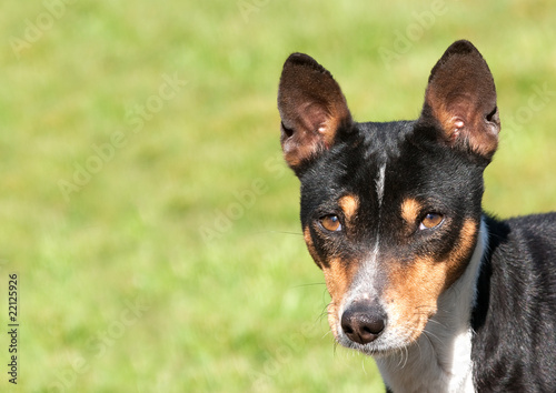 Head and shoulders of a tricolored hound