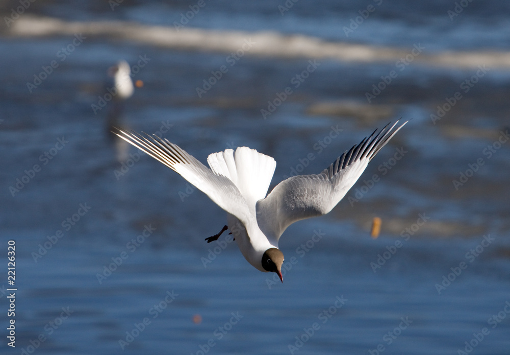 Seagull in flight Seagull in flight