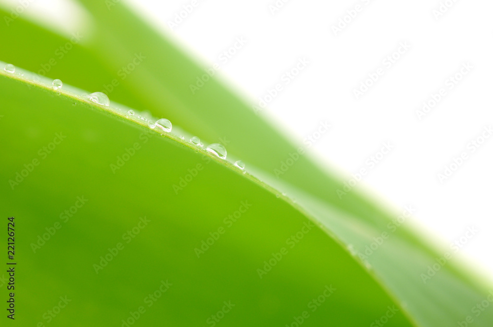 Droplets on Leaf Droplets on Leaf