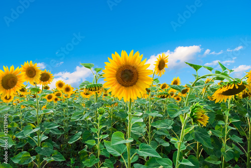 Bright field of sunflowers and the blue sky