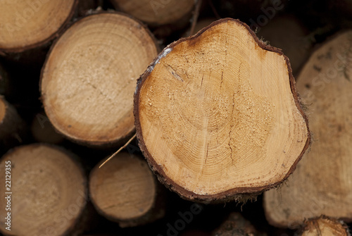 Pile of log wood waiting for transportation