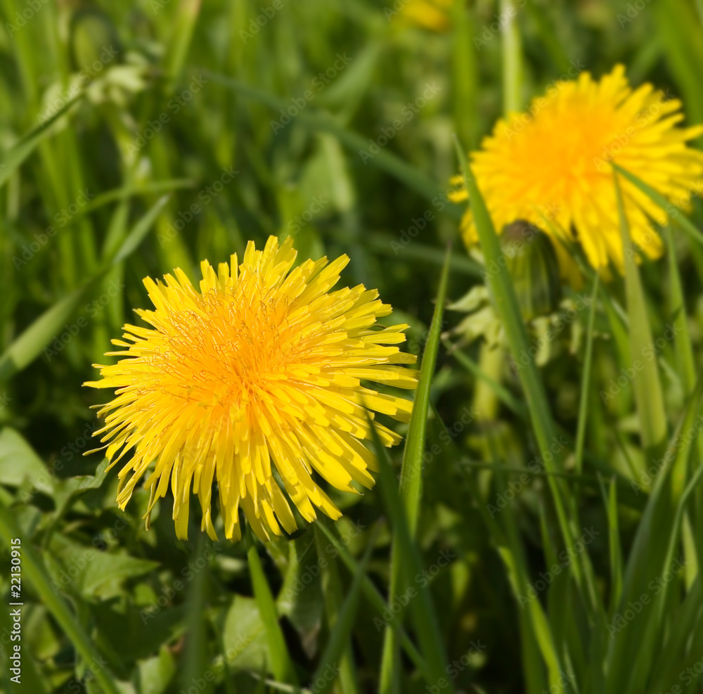 Naklejka premium Löwenzahn im Weizenfeld
