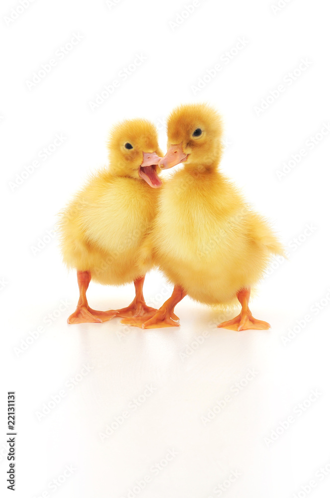 two ducklings two ducklings