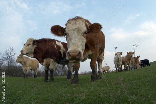 cows on the farm