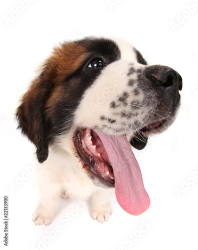 Saint Bernard Puppy Looking Sideways on White Background