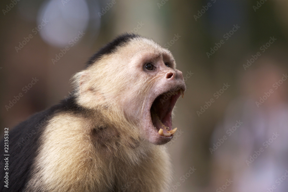 Naklejka premium Capuchin White Faced Monkey with Mouth Open